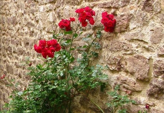 Blühende Rosen am Torweg von Burg Alt-Eberstein