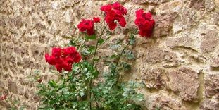 Blühende Rosen am Torweg von Burg Alt-Eberstein